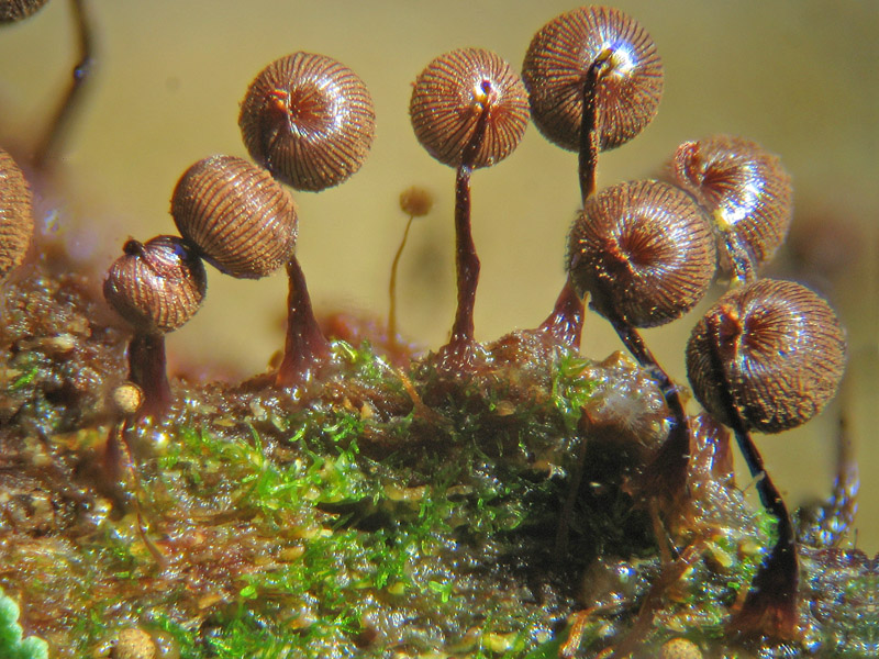 Dictidyum cancellatum